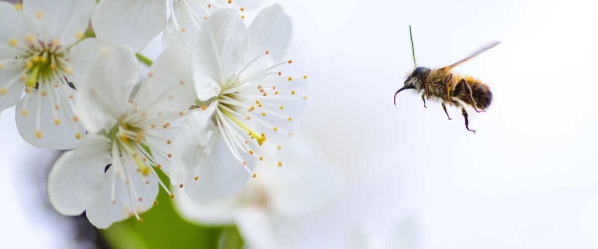 Allergie primaverili